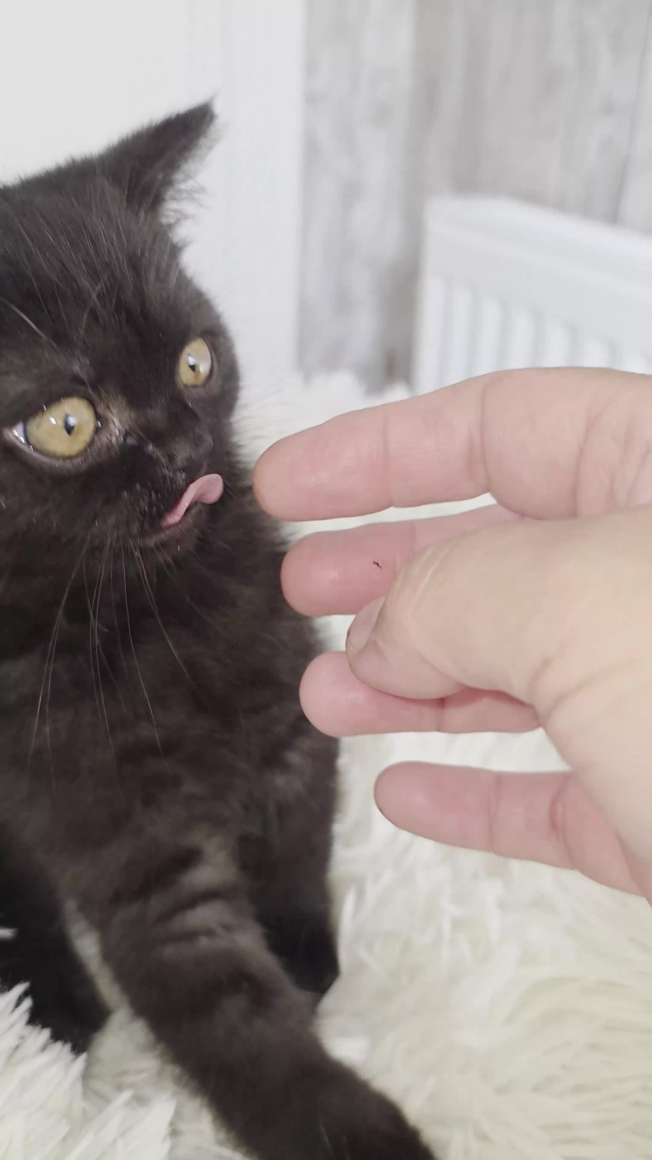 British Shorthair cats for sale: 2Brown ,1 grey BSH kittens for rehoming - Video 2