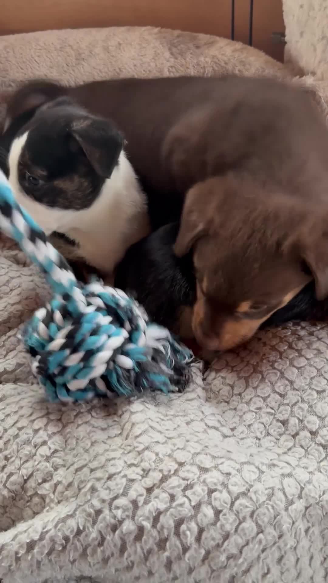 Mixed Breed dogs for sale: Cheeky trio looking for forever homes  - Video 1