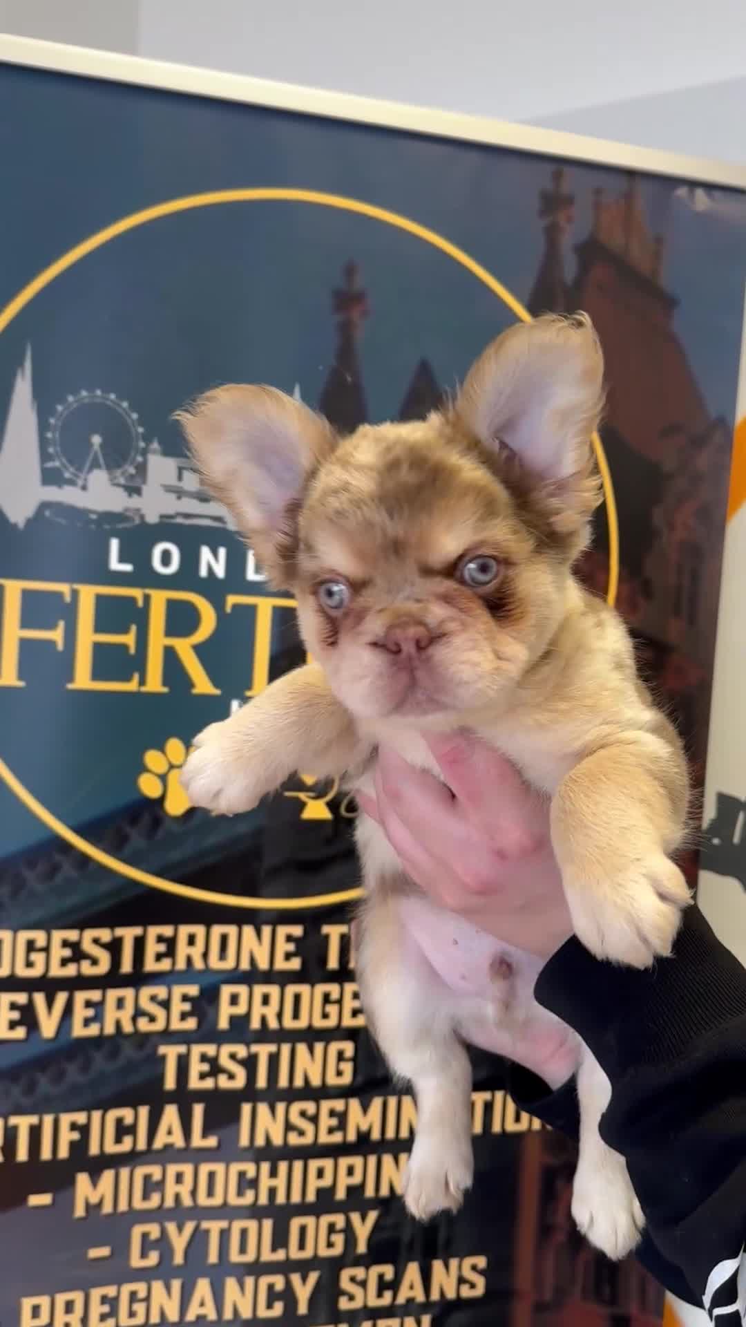 French Bulldog dogs for stud: Proven Full Fluffy Rojo Merle Stud (AI Included ) - Video 3