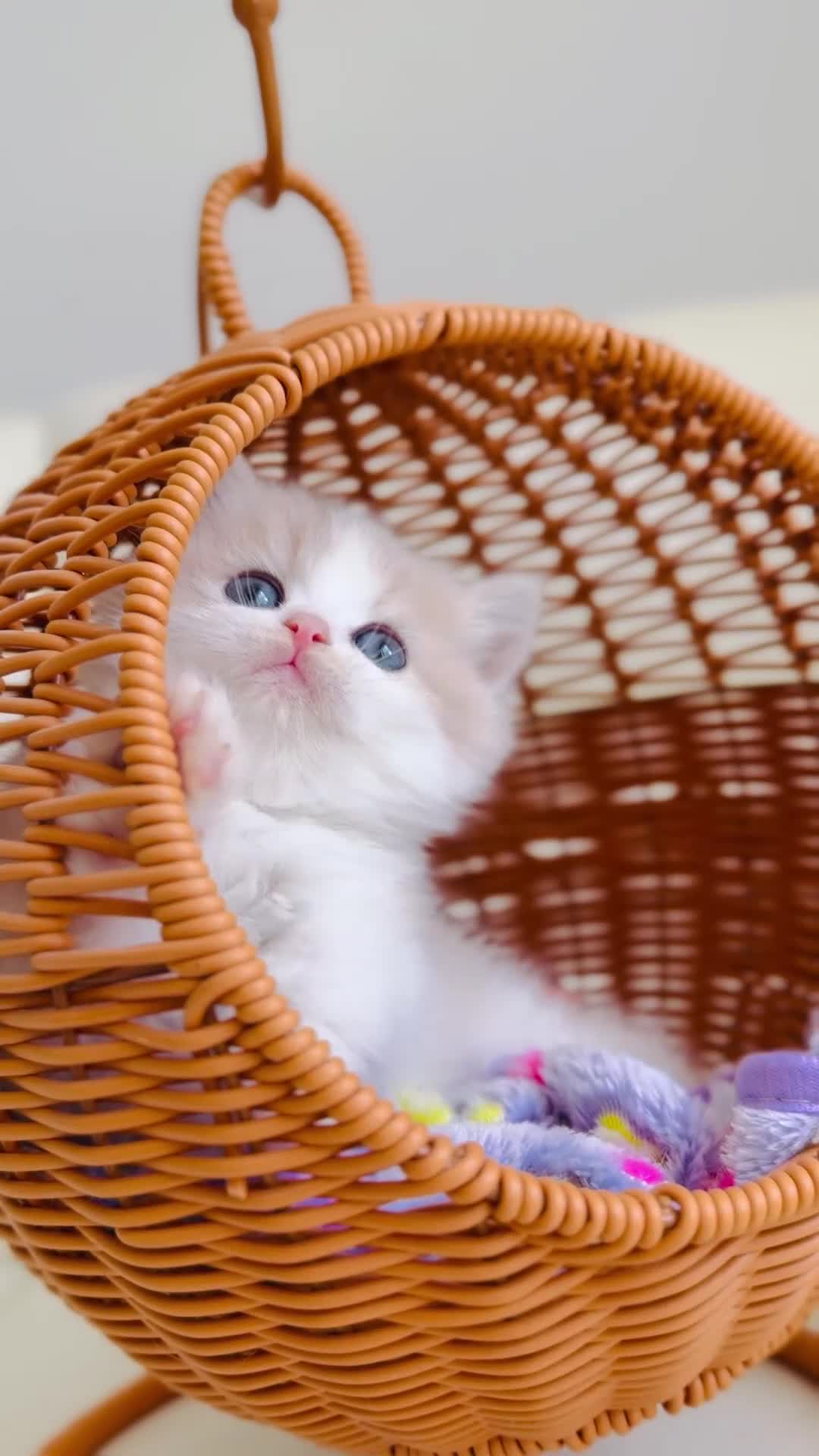 British Shorthair cats for sale: Rare color Bicolor Lilac Golden Chinchilla  - Video 1