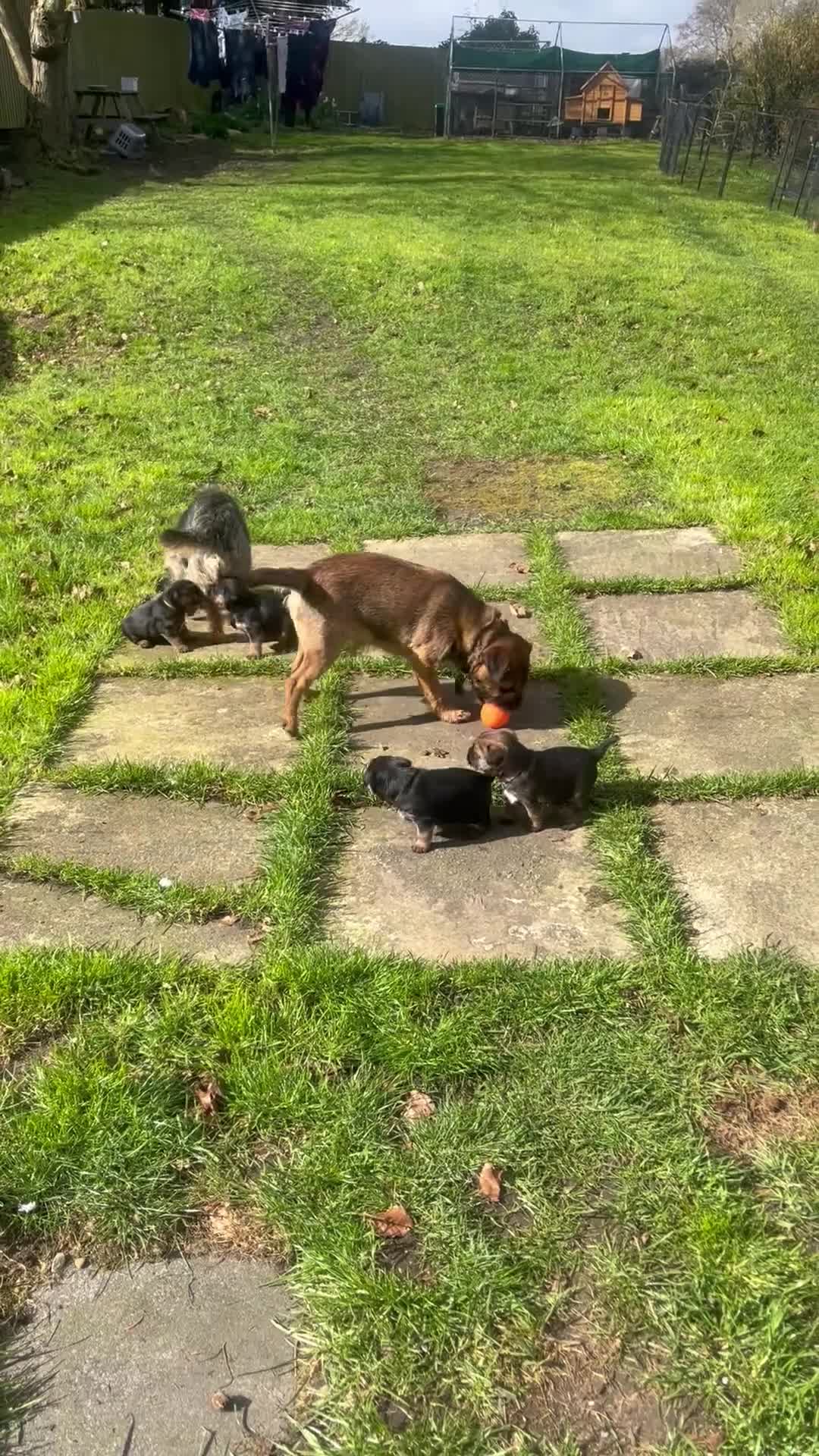 Border Terrier dogs for sale: Gorgeous Border Terrier girls - Video 1