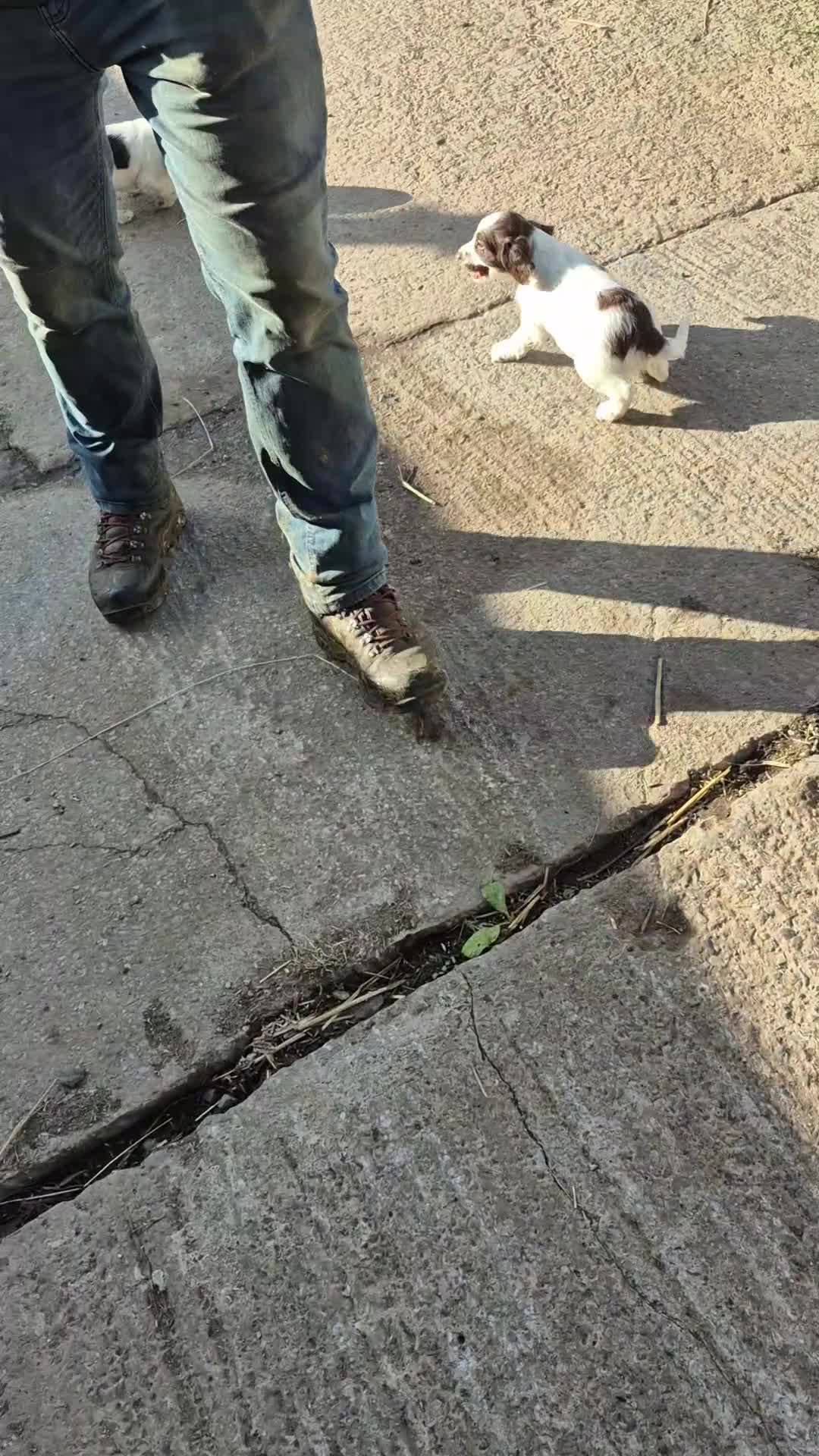 Mixed Breed dogs for sale: Springer spaniel puppies  - Video 3