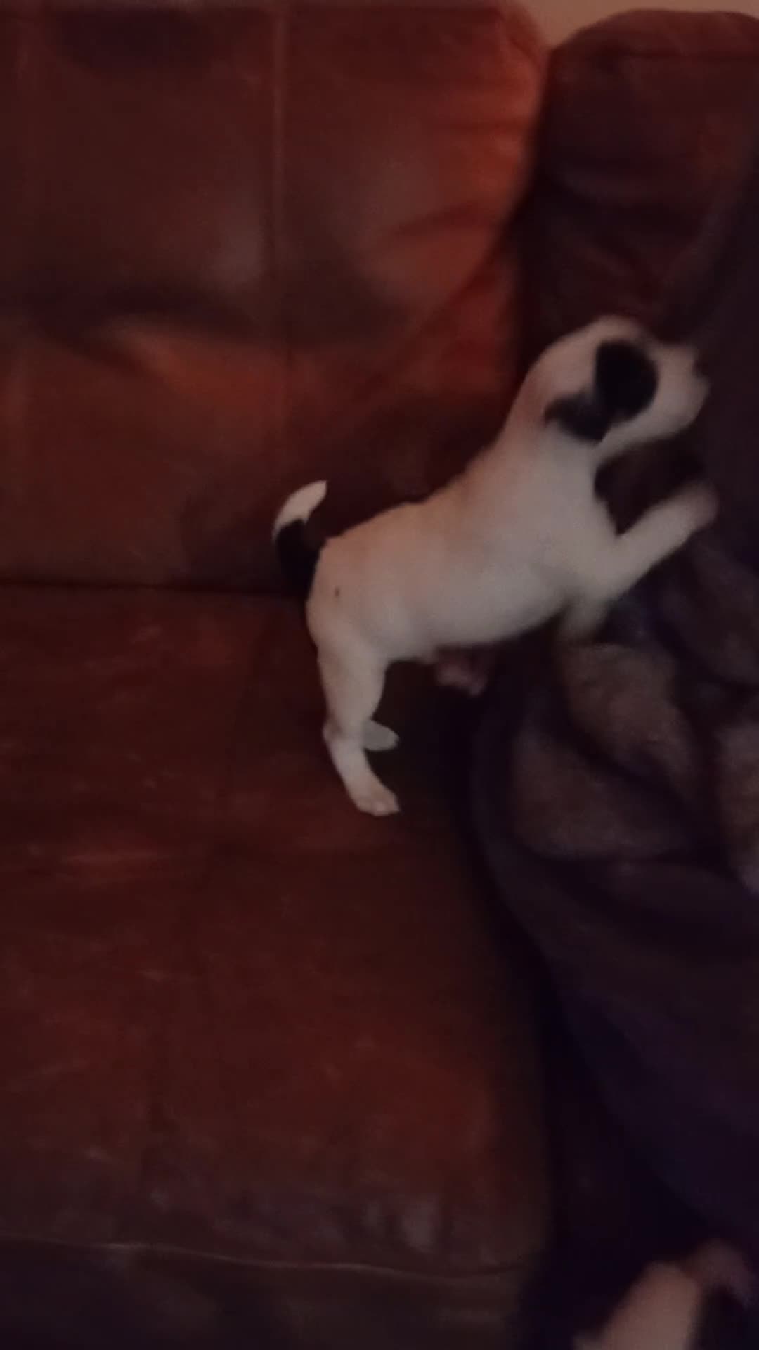 Jack Russell dogs for sale: Jack Russell Pup Ken Gould Line 1 dog available  - Video 1