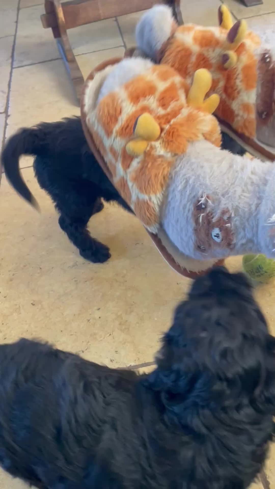 Labradoodle dogs for sale: Mini F1b labradoodles-available THIS WEEK  - Video 1