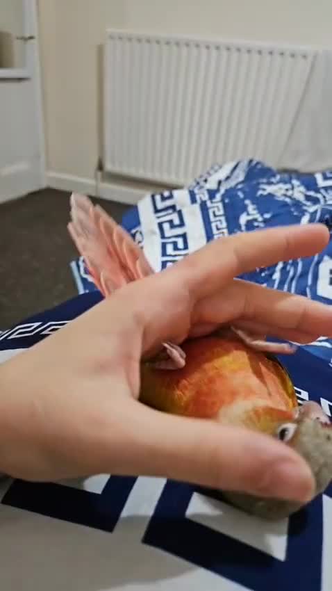 Conures birds for sale: Hand tame conure  - Video 2
