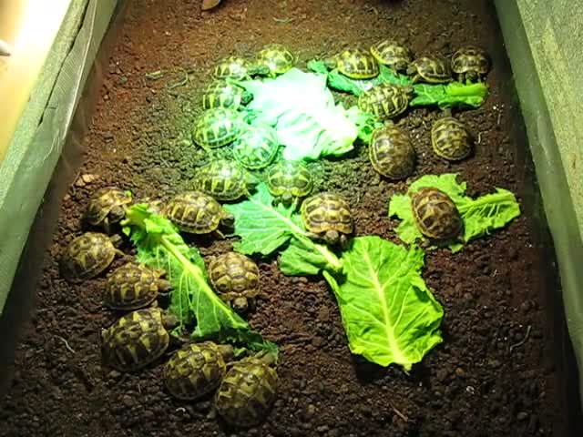 Hermann Tortoise reptiles for sale: Baby Hermann & Spur-thigh Tortoises for sale - Video 1