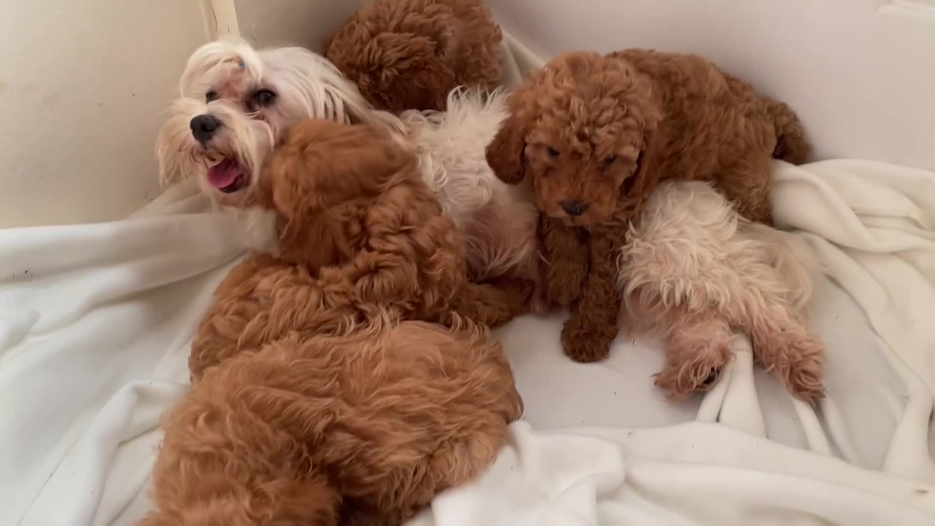 Maltipoo dogs for sale: Extensively DNA tested clear maltipoos - Video 1