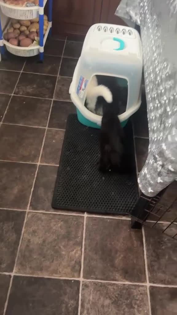 Mixed Breed cats for sale: Beautiful, energetic kittens  in Milton Keynes - Video 1