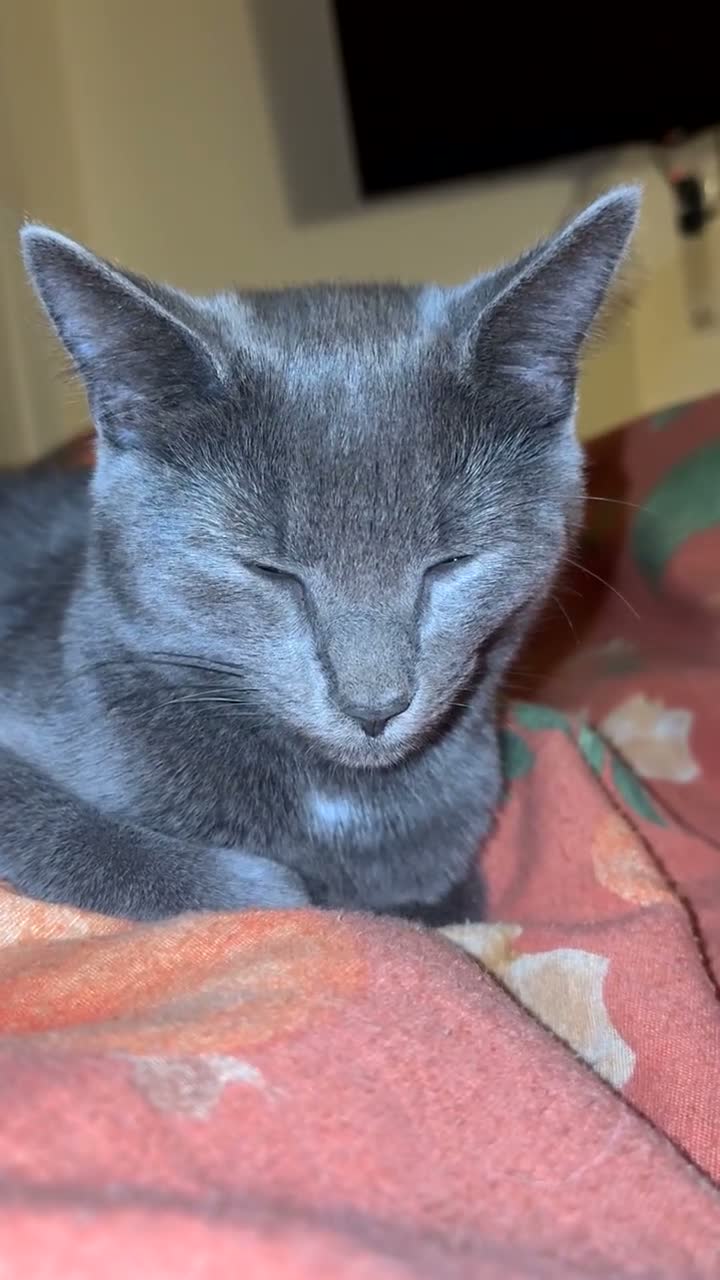 British Shorthair cats for sale: 1 kitten 2 cats for rehoming.  - Video 1