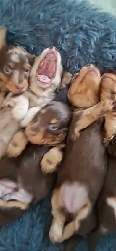 Dachshund dogs for sale: Beautiful long haired miniature daschunds . in Gosport - Video 1