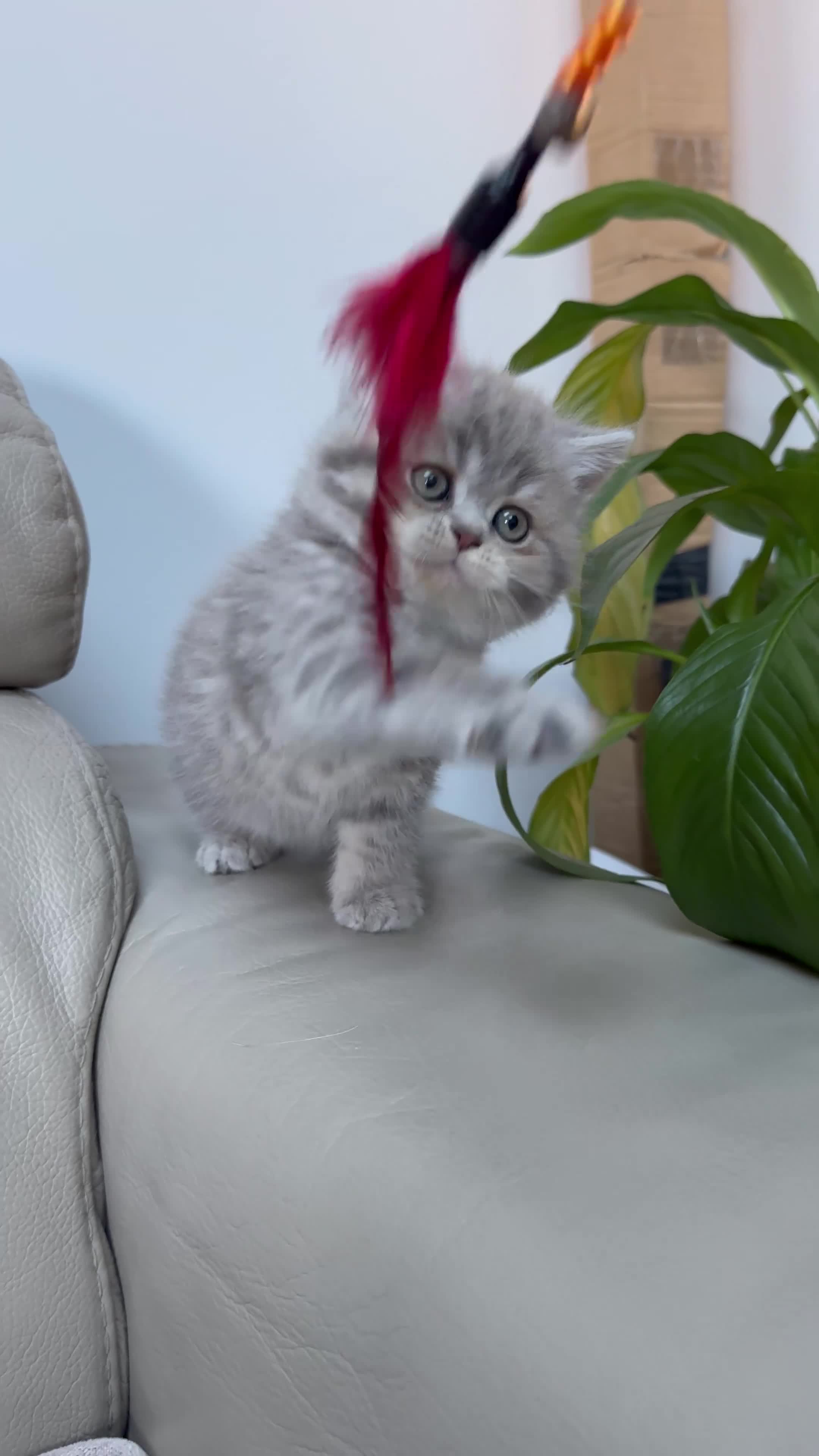 Scottish Fold cats for sale: Full pedigree Scottish fold kittens - Video 3