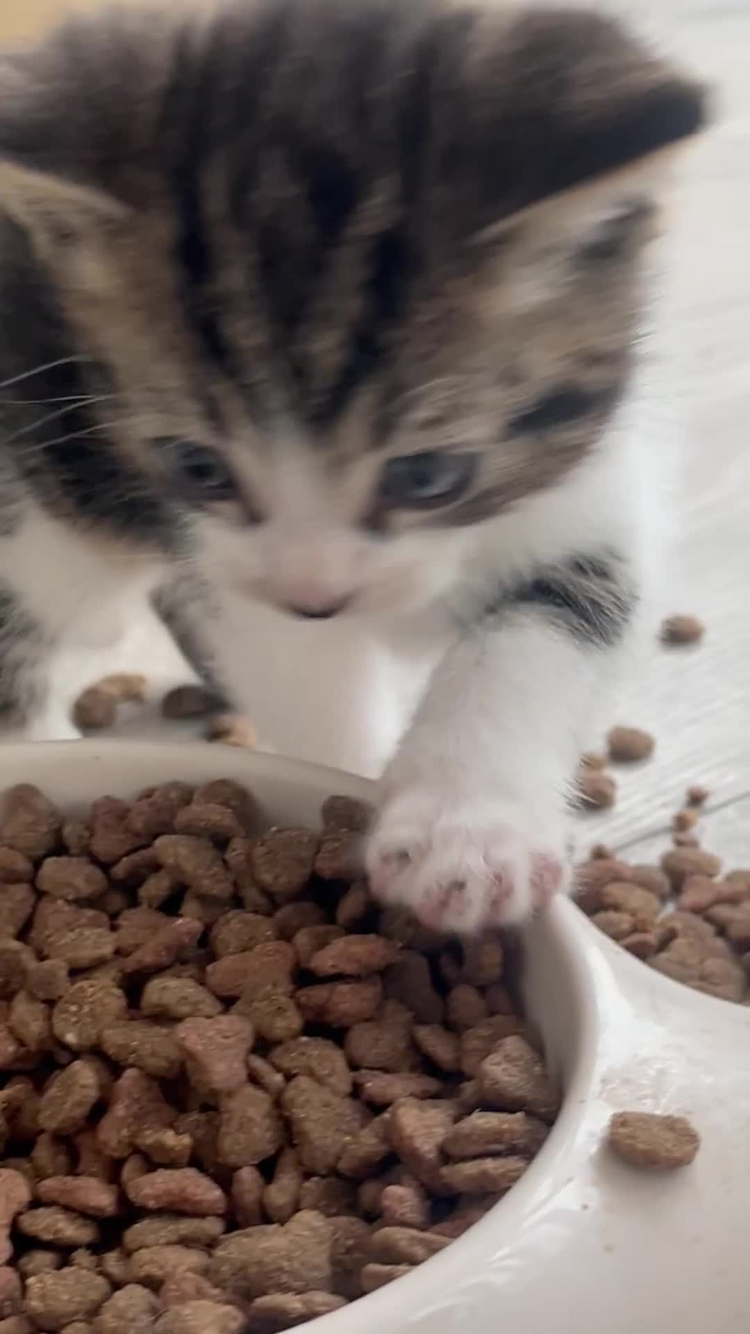 Mixed Breed cats for sale: 3 Beutiful babies  - Video 2