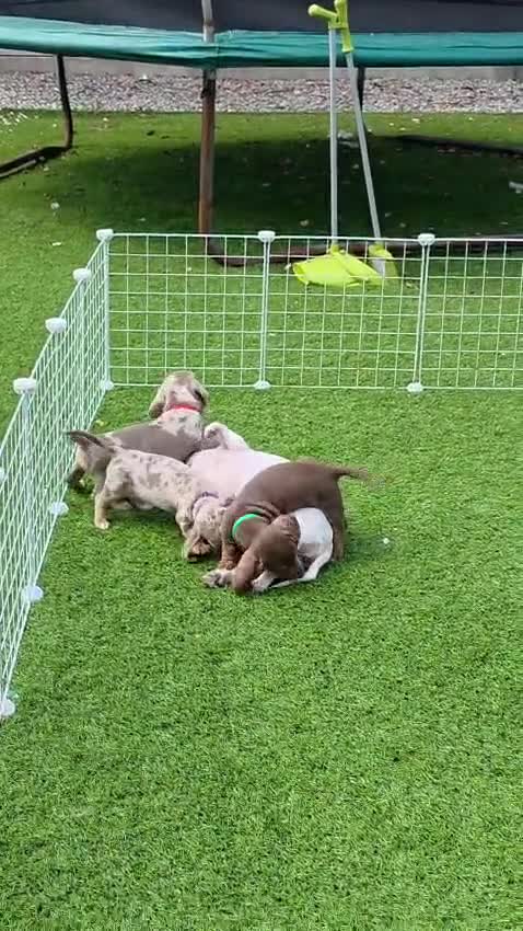 Miniature Dachshund dogs for sale: Minature dachshund pups - Video 1
