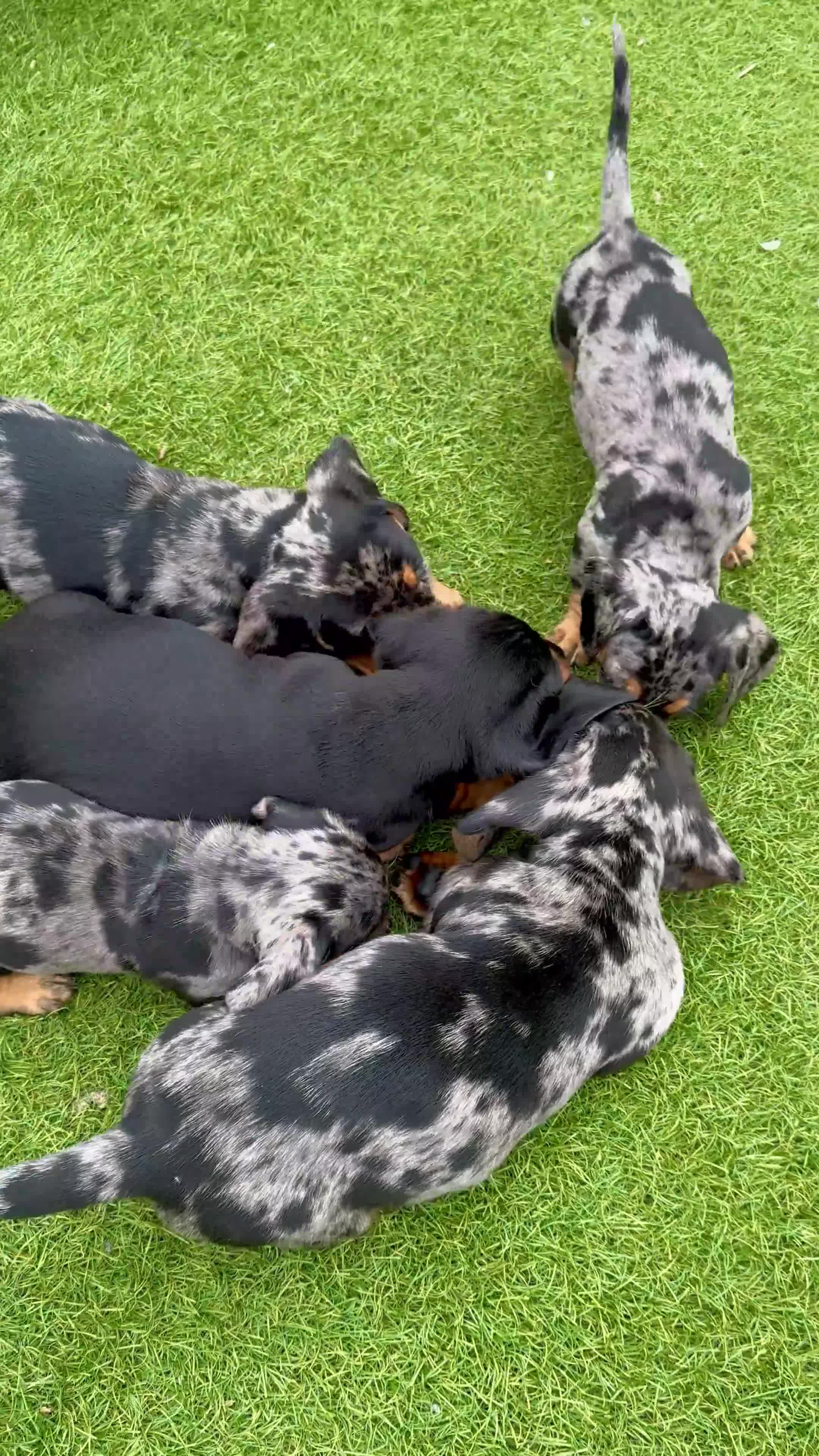 Miniature Dachshund dogs for sale: Mini dachshund pupies KC reg DNA tested parents - Video 1