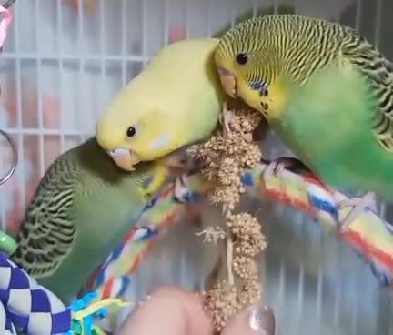 Budgerigars birds for sale: Superb home bred beautifully coloured baby budgies - Video 1