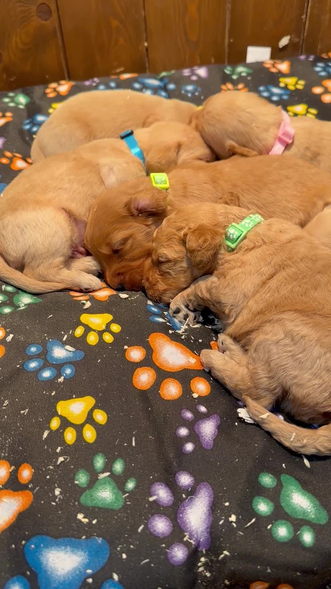 Labradoodle dogs for sale: Miniature Labradoodles from experienced breeder  - Video 1