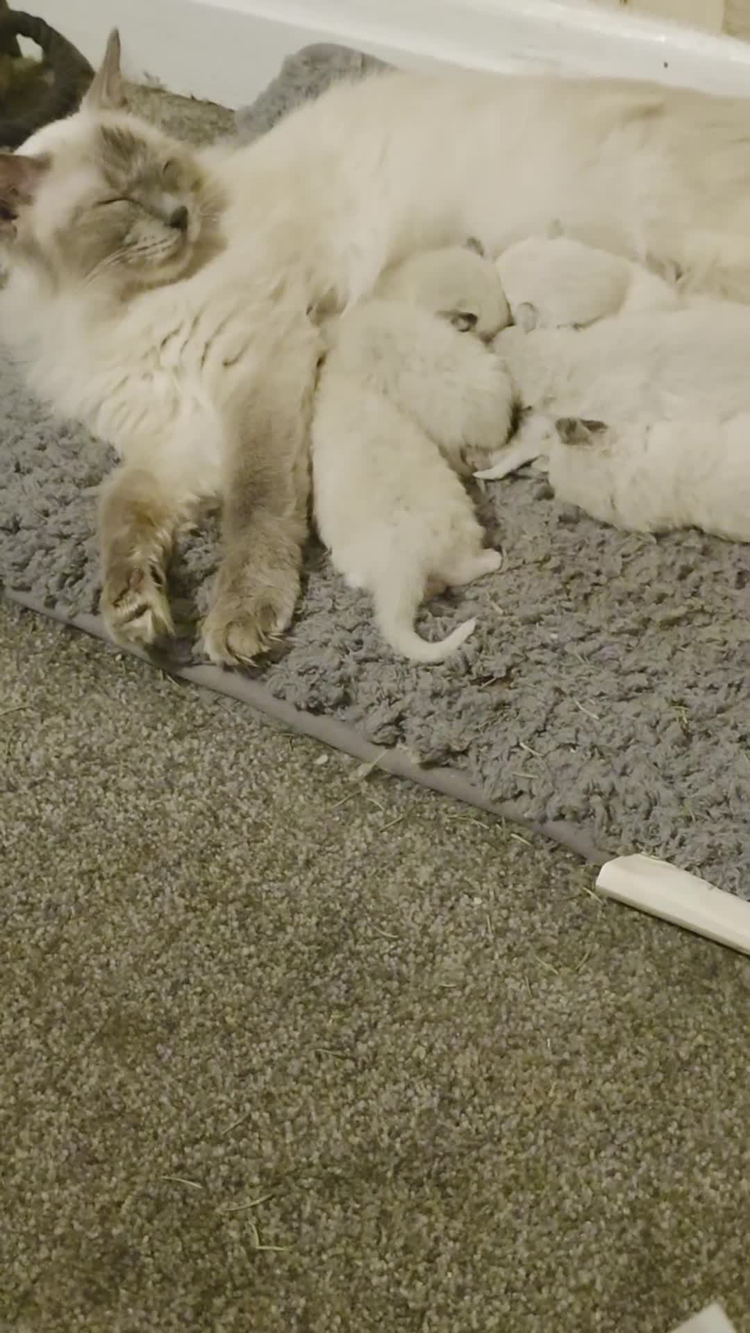 Ragdoll cats for sale: Gorgeous ragdoll kittens  - Video 2