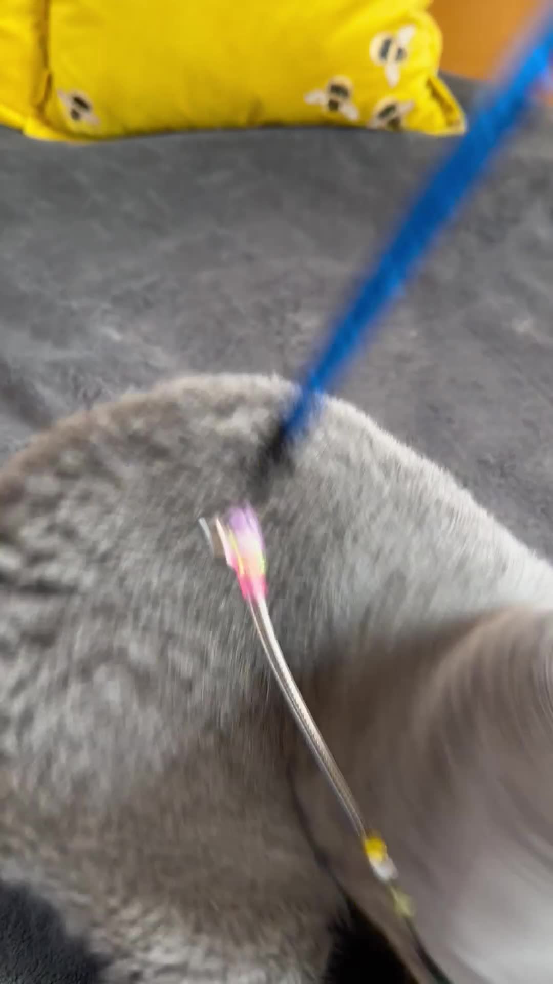 British Shorthair cats for sale: Gccf registered kittens  - Video 2