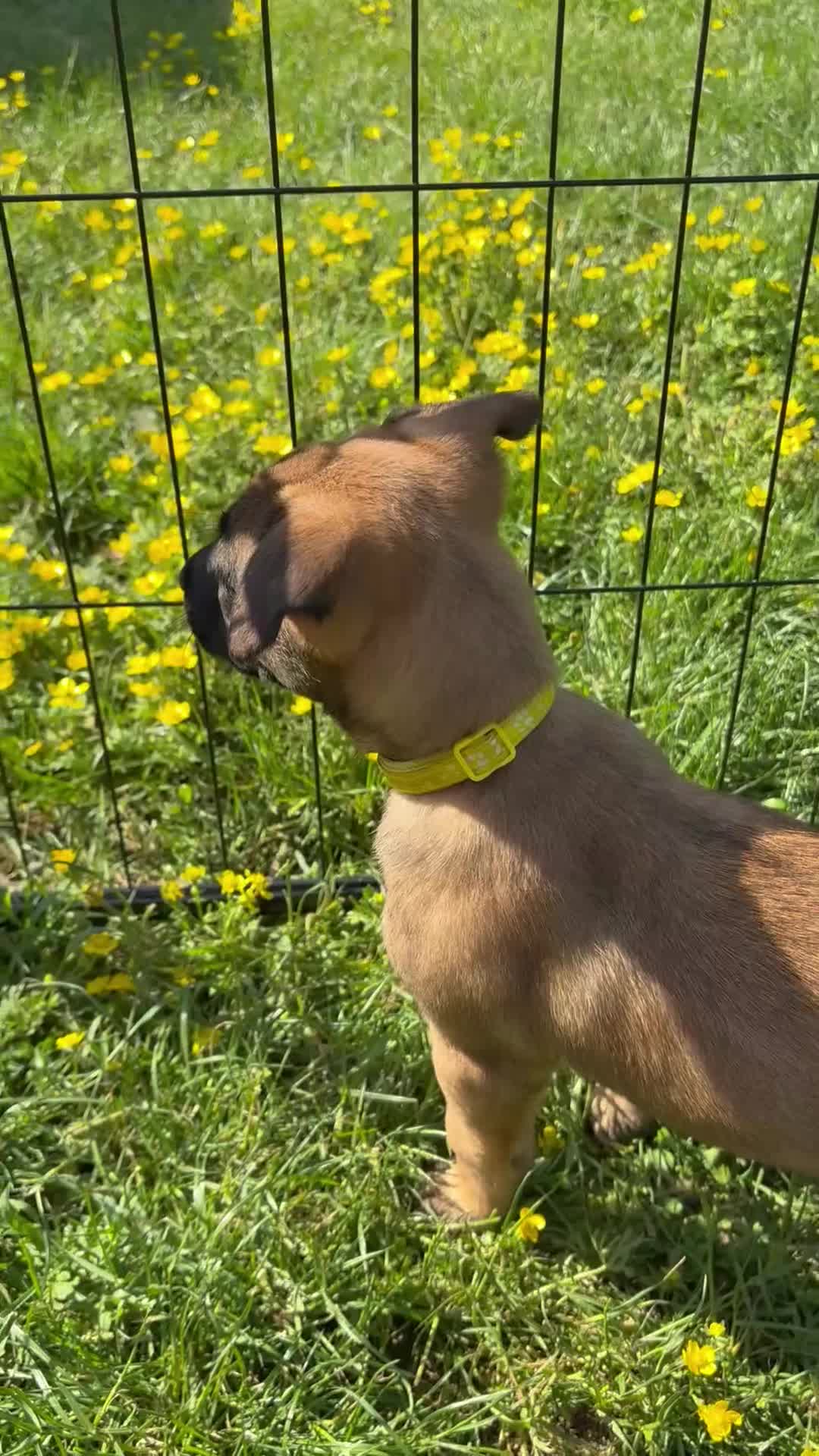 Belgian Shepherd Dog dogs for sale: **READY NOW** Belgian Mallinois Pups - Video 4
