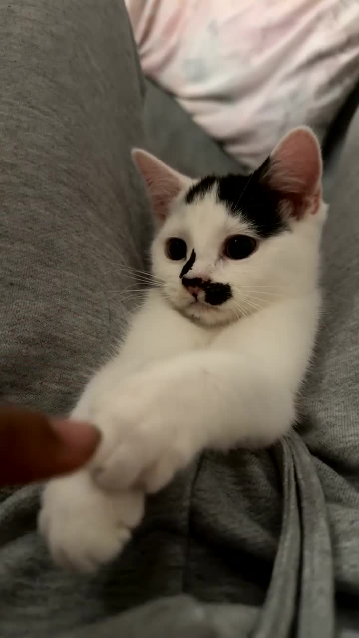 Mixed Breed cats for sale: Beautiful white kitten - Video 2