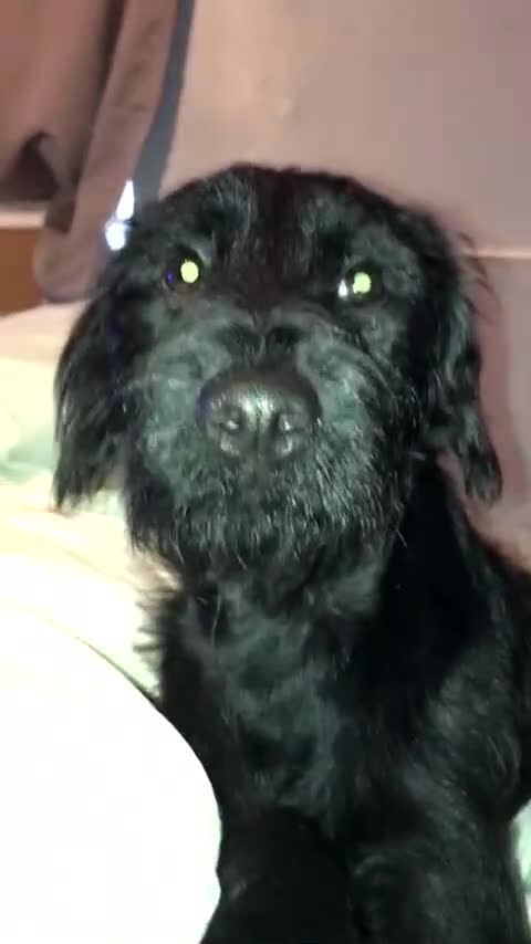 Mixed Breed dogs for sale: Jack-a-poo 7 months old  - Video 1