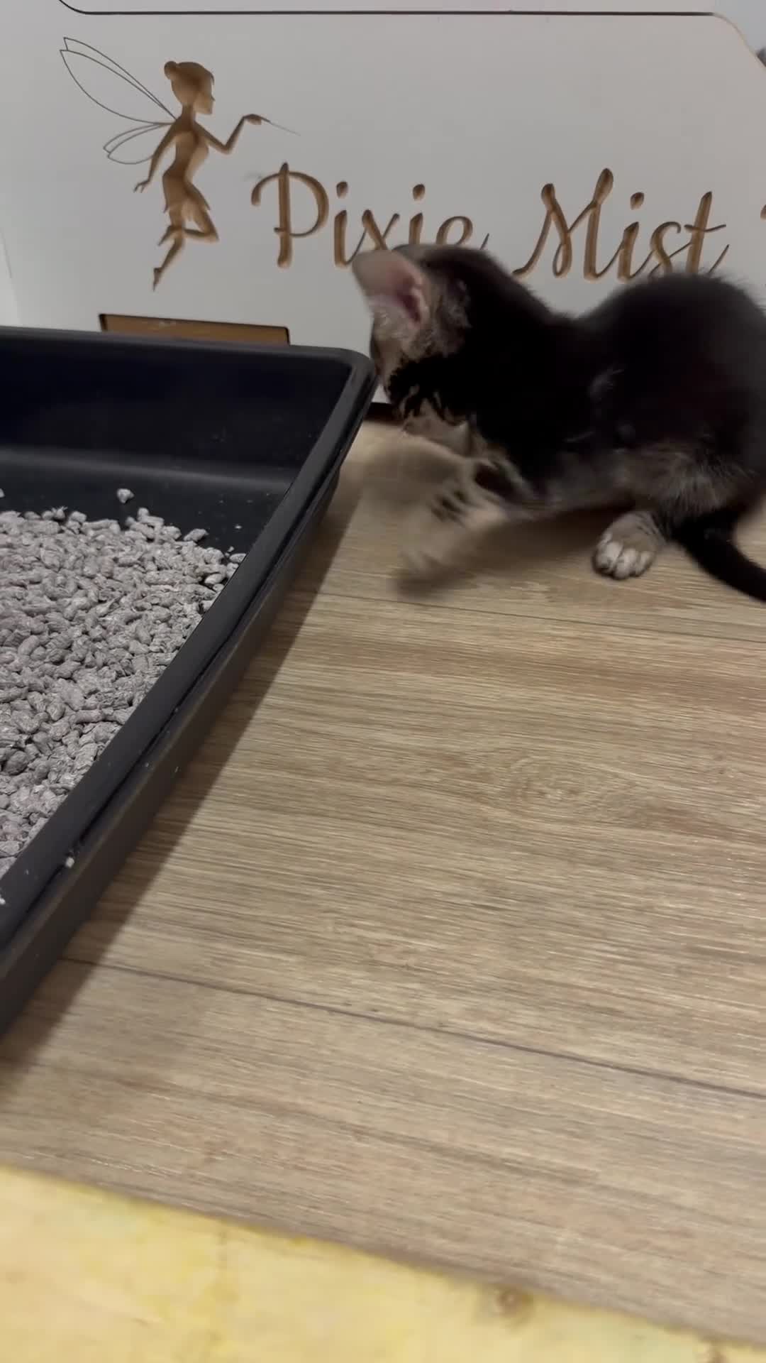 Bengal cats for sale: Rare Bengal colours - 3 Girls  - Video 3