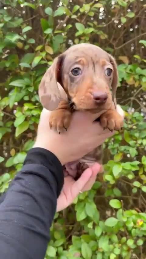 Miniature Dachshund dogs for sale:  Isabella & chocolate & tan Miniature dachshunds  - Video 1