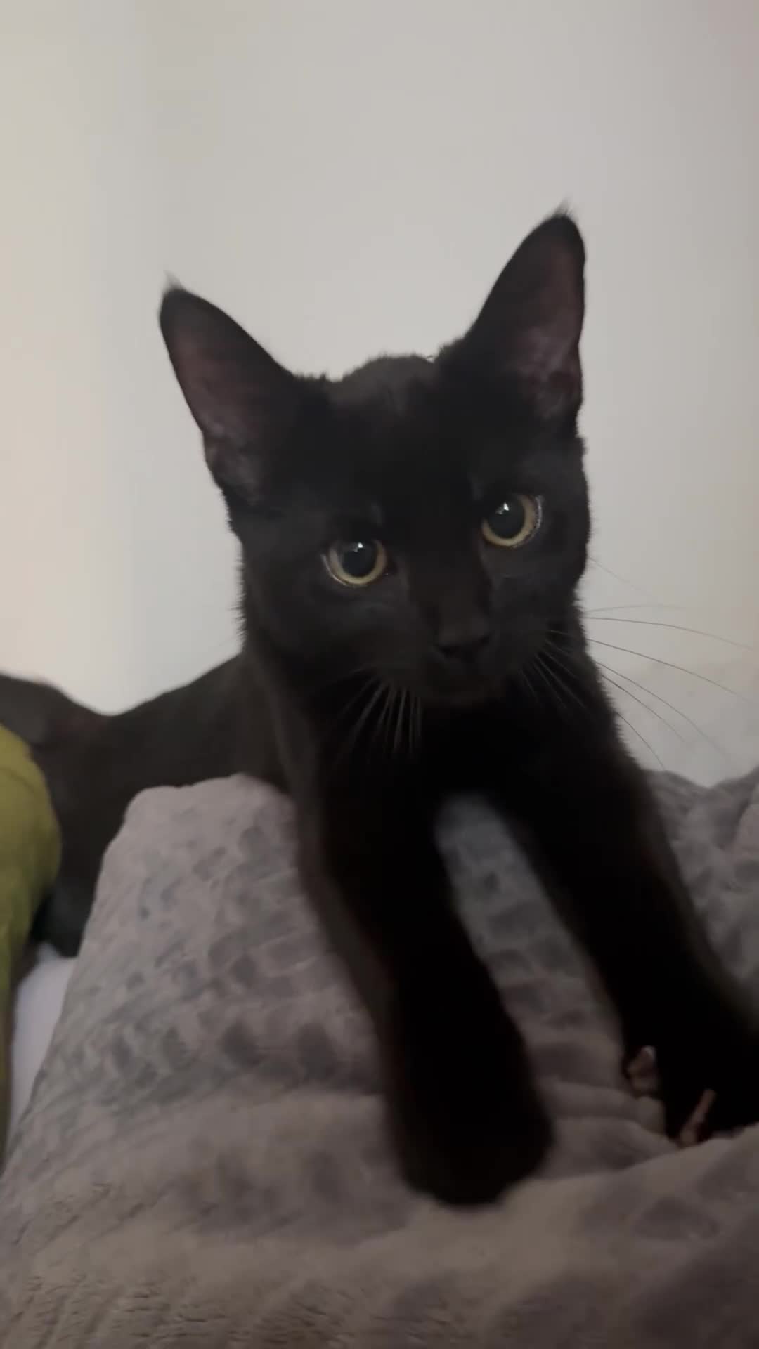 Domestic Shorthair cats for adoption: Cat Looking for a Loving Forever Home  in Nottingham - Video 1