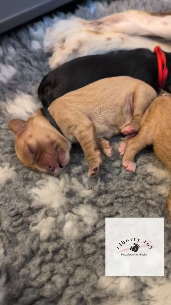 Cavalier King Charles Spaniel dogs for sale: KC Cavalier Pups - DNA, heart & eye tested parents - Video 1