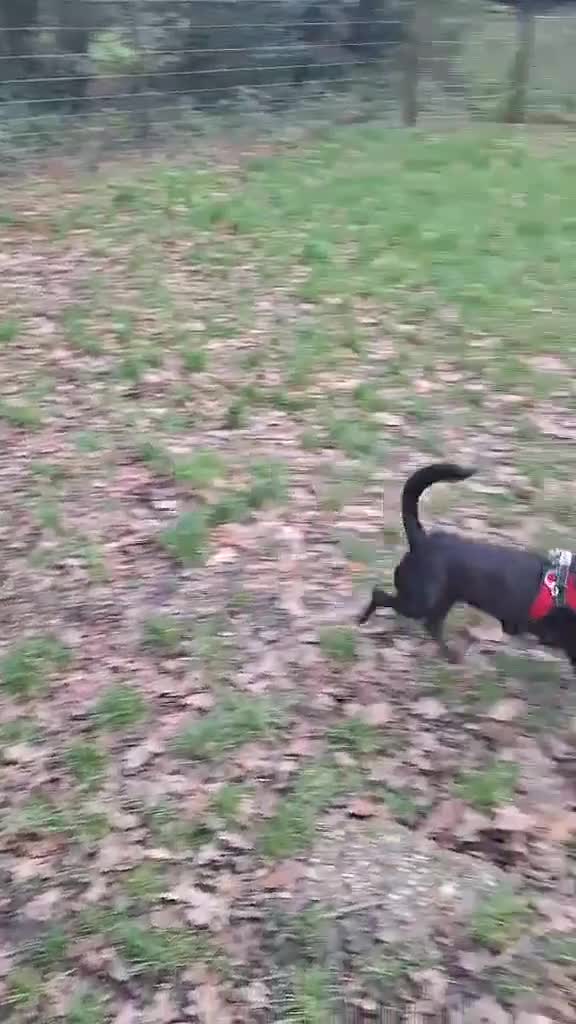 Mixed Breed dogs for adoption: Milo - Sensitive, Sweet & Finding His Confidence in Camberley - Video 1