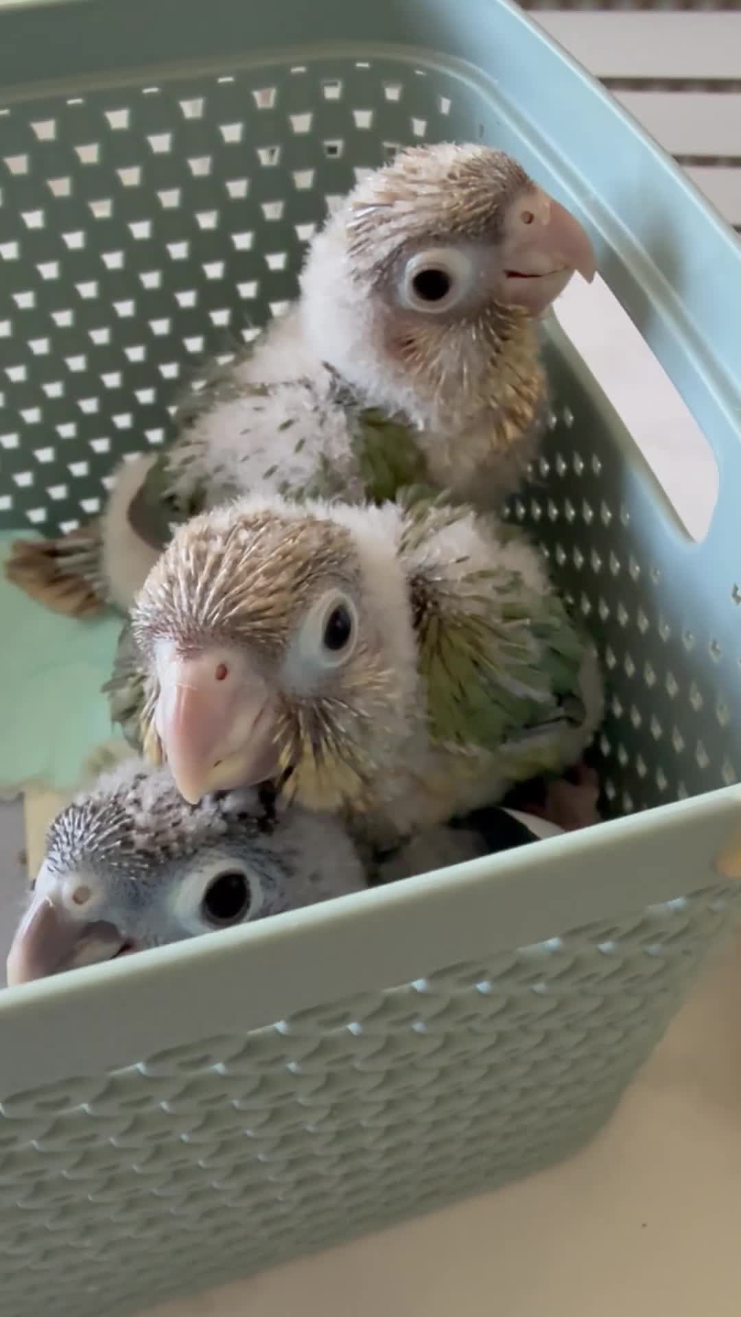 Conures birds for sale: Silly tame hand reared Green cheeked conures  in Wellingborough - Video 1