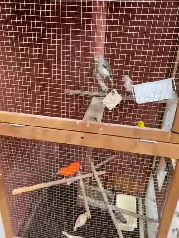 Canaries birds for sale: 10 different beautiful singing canaries for sale   - Video 2