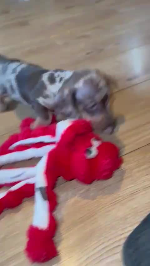 Miniature Dachshund dogs for sale: dachshund puppies - Video 1