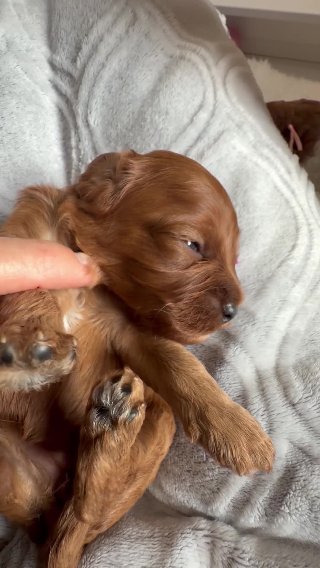 Cavapoo dogs for sale: F1 Health Tested Toy Cavapoos - Video 4