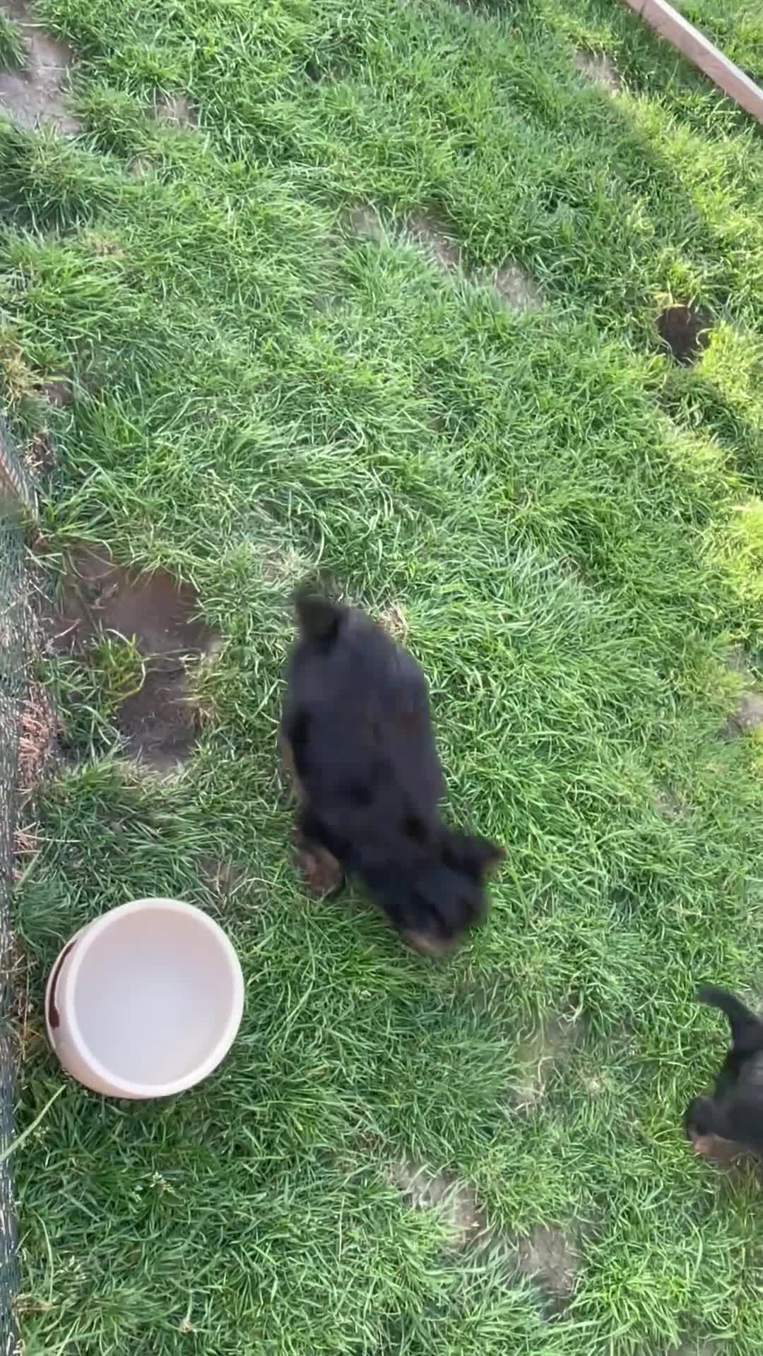 Yorkshire Terrier dogs for sale: York Terrier ,Black Tan - Video 1