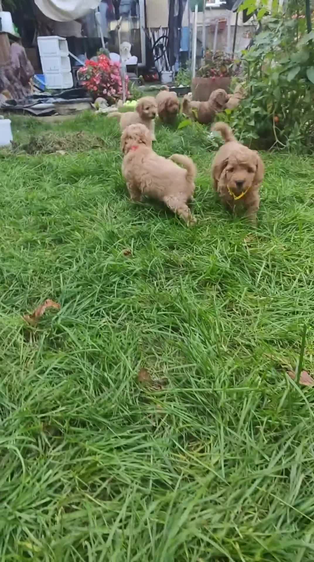 Cockapoo dogs for sale: Cockapoo - Video 1