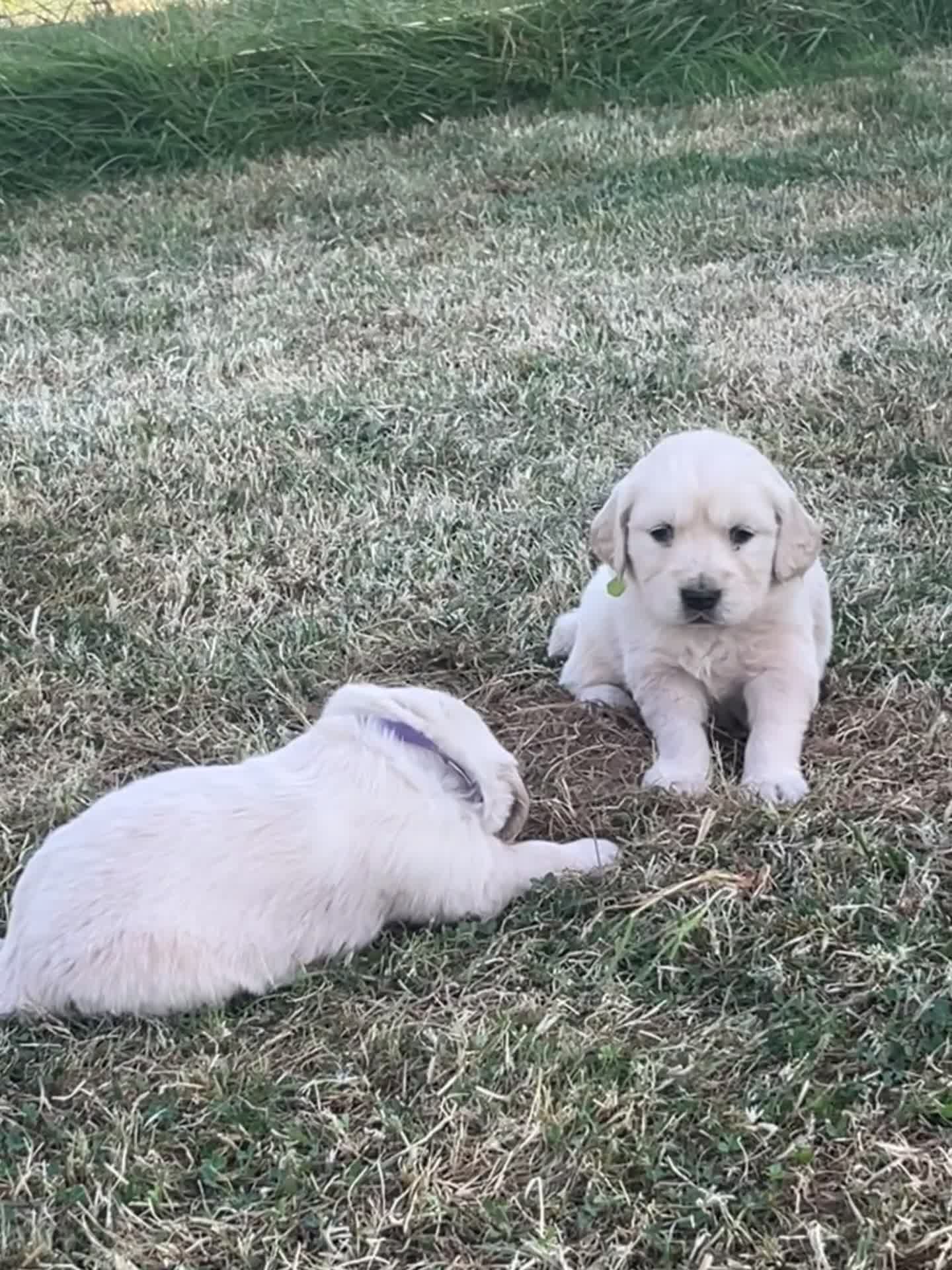 Golden Retriever dogs for sale: KC Registered Golden Retriever Puppies - Video 1