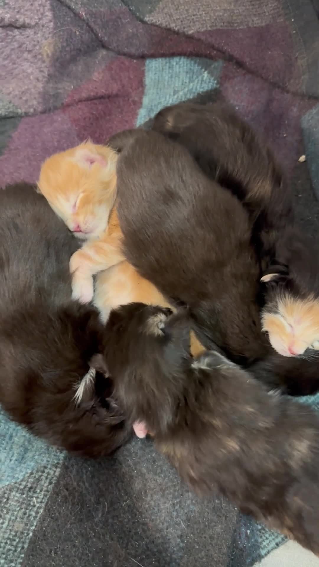 Maine Coon cats for sale: Champion Russian line full Maine coon kittens - Video 2