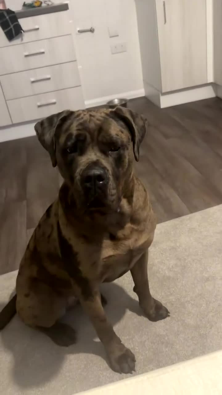 Cane Corso dogs for sale: Storm  - Video 1
