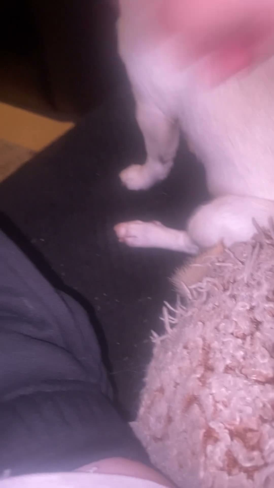 Chihuahua dogs for sale: Beautiful girl  - Video 2