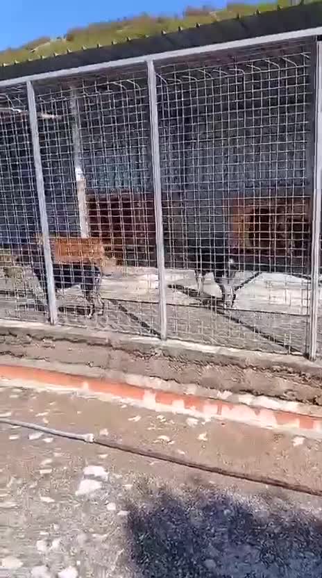 Mixed Breed dogs for adoption: Brindle, approx 7 months. Available for adoption. - Video 2