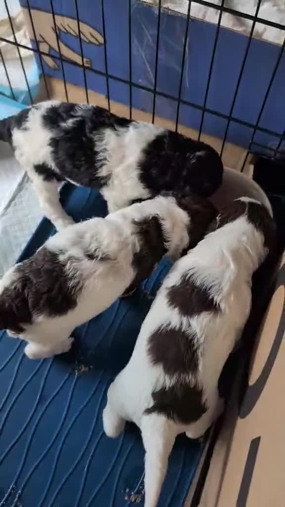 Cockapoo dogs for sale: Cockapoo Puppies - Video 1