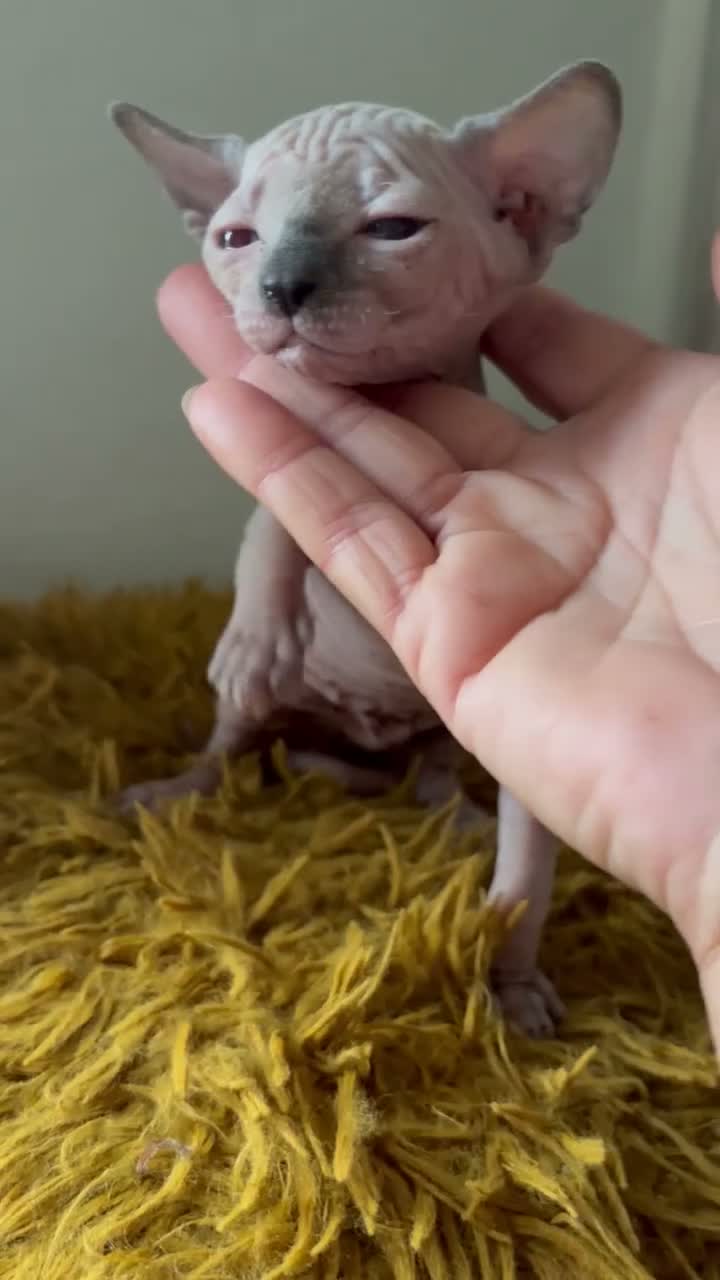 Sphynx cats for sale:  Sphynx Kittens with sky blue eyes  - Video 5