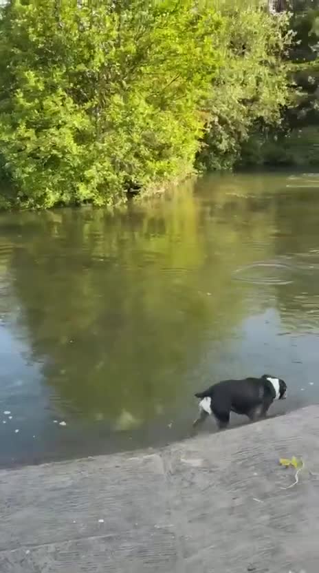 Olde English Bulldogge dogs for sale: Sophie old English bulldog - Video 2