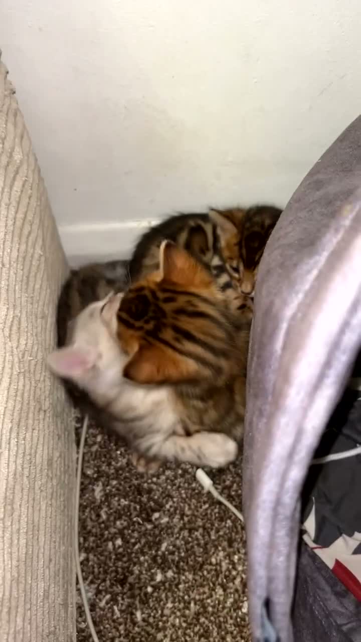 Bengal cats for sale: Stunning bengals for sell, 3 Males, 1 Female - Video 1