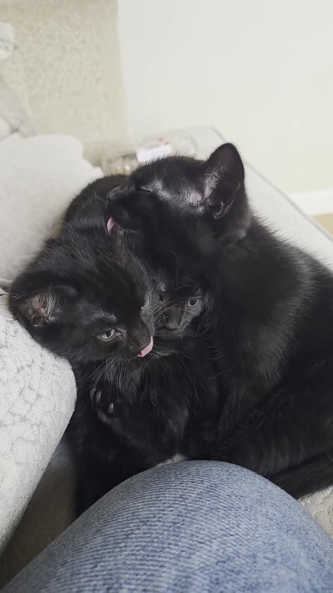 Mixed Breed cats for sale: Playful black kittens  - Video 1