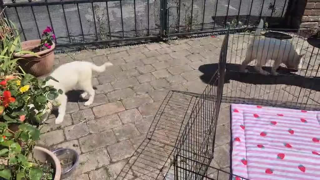 Siberian Husky dogs for sale: 2 female Beautiful White Husky Puppies Ready Now. - Video 4