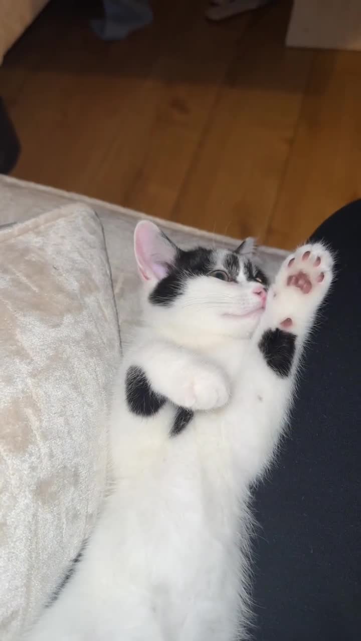 Domestic Shorthair cats for sale: Black & White Tuxedo Domestic Shorthair  in Rochdale - Video 1