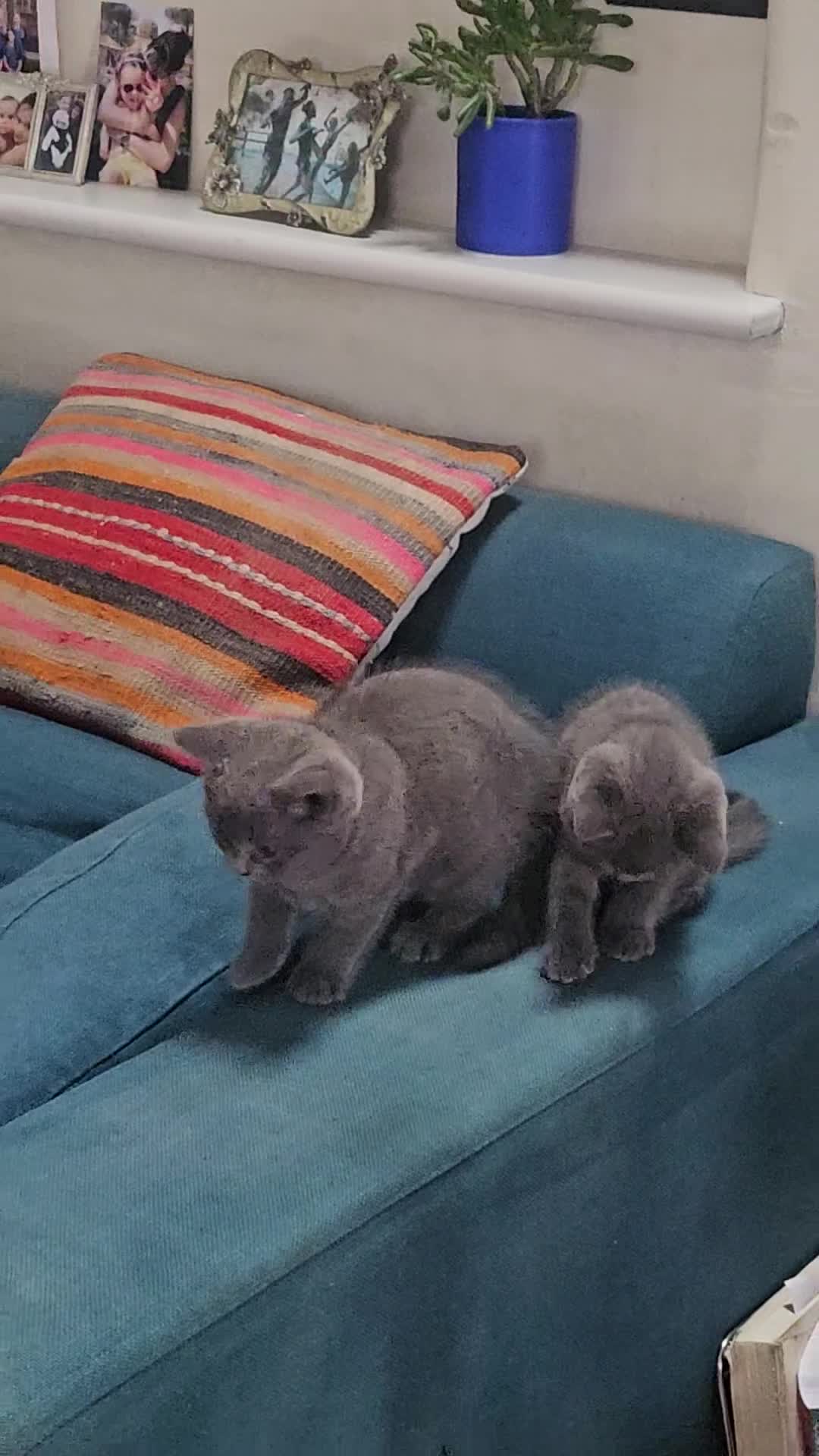 British Shorthair cats for sale: BSH kittens  - Video 1
