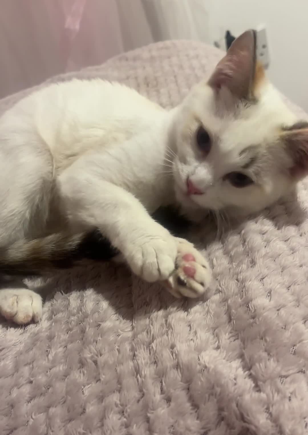 Ragdoll cats for sale: Half ragdoll cats for rehome  - Video 1